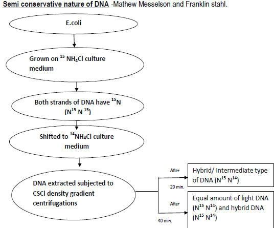 Semi conservative nature of DNA -Mathew Messelson and Franklin stahl.
